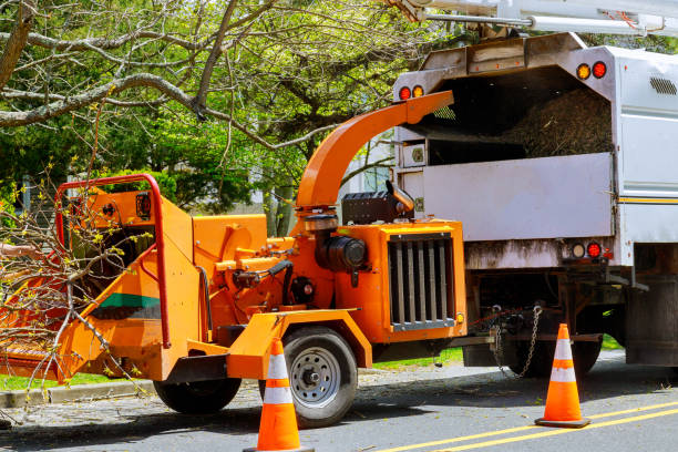 Best Large Tree Removal  in Myrtle Point, OR